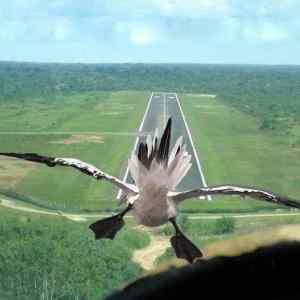 Obrázek 'asslanding'