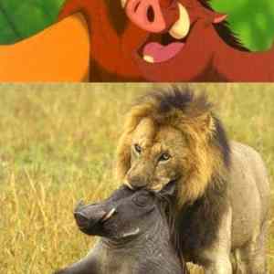 Obrázek 'at-first-i-was-like-pumba'