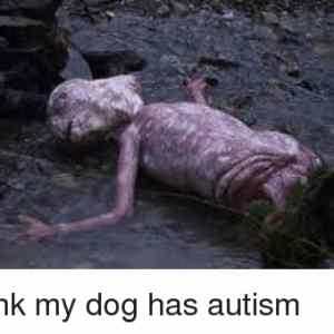Obrázek 'autism dog'