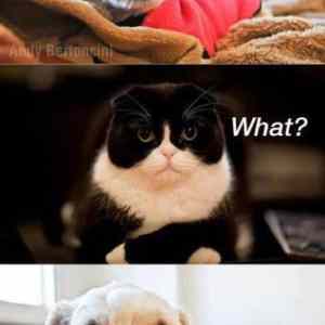 Obrázek 'awens cat'