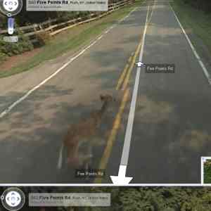 Obrázek 'bambi vs streetview'