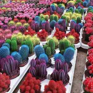 Obrázek 'barevne kaktusy    '