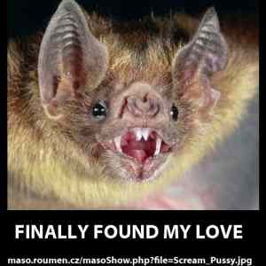Obrázek 'bat in love'
