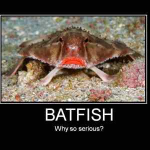 Obrázek 'batfish'