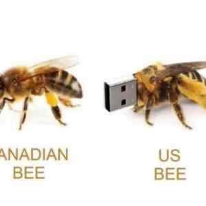 Obrázek 'bee like bee not'