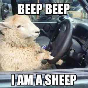 Obrázek 'beep-sheep    '