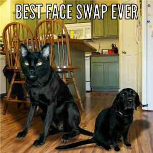 Obrázek 'best-faceswap'