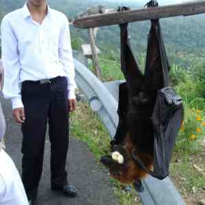 Obrázek 'big bat'