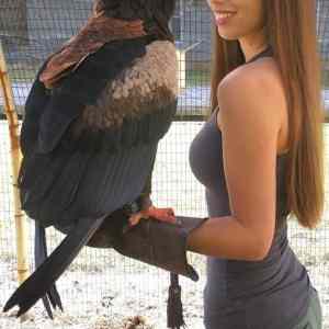 Obrázek 'big black ptak'