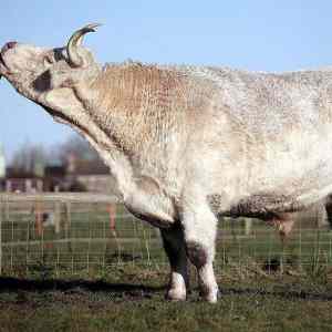 Obrázek 'biggest-bull '