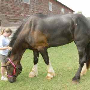 Obrázek 'biggest horse'