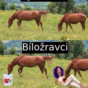 Obrázek 'bilozravci'
