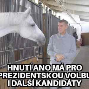 Obrázek 'bily kun'