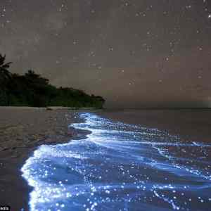 Obrázek 'bioluminescence'
