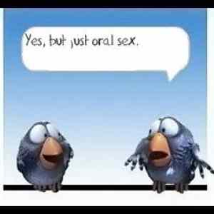 Obrázek 'birds3893'