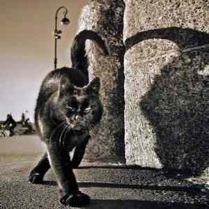 Obrázek 'black cat 2'