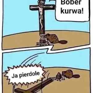 Obrázek 'bober-kua'