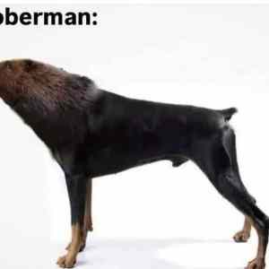 Obrázek 'boberman gryze barzo'
