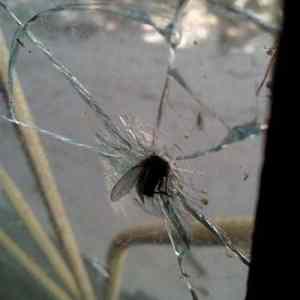 Obrázek 'bojova moucha'
