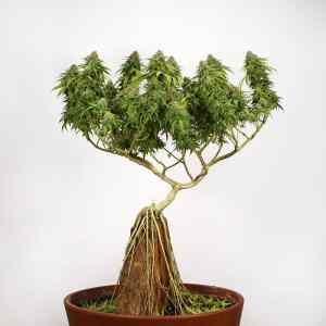 Obrázek 'bonsai1'