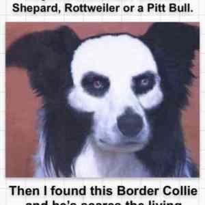 Obrázek 'border collie'