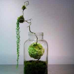 Obrázek 'botanic&nbsp;art'