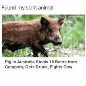 Obrázek 'brave pig from the Land Down Under'