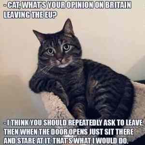 Obrázek 'brexit cat'