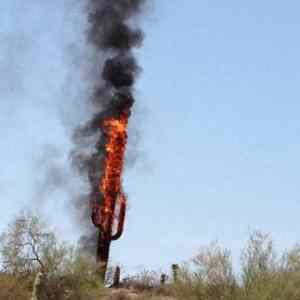 Obrázek 'bts cactus on fire'