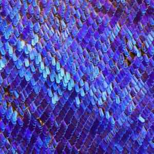 Obrázek 'butterfly&nbsp;wing'