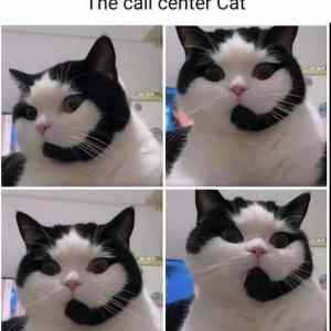 Obrázek 'call center cat'