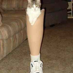 Obrázek 'can i haz leg'