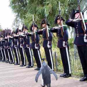 Obrázek 'captain pingu'