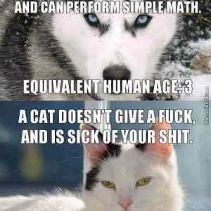 Obrázek 'cat-age-vs-dog-age'