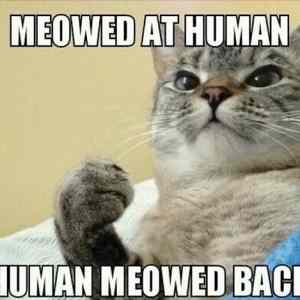 Obrázek 'cat-win&nbsp;14'