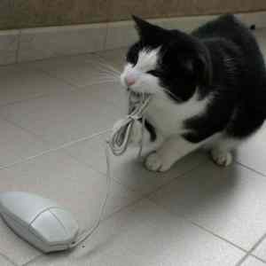 Obrázek 'catANDmouse'
