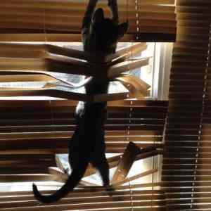 Obrázek 'cat and blinds'