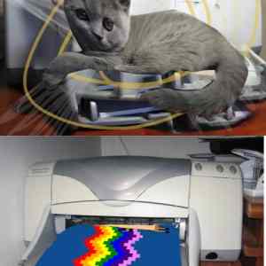 Obrázek 'cat and printer videjnik first'