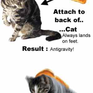 Obrázek 'cat anti gravity'