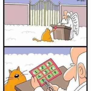 Obrázek 'cat in the heaven'