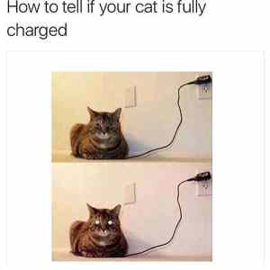 Obrázek 'cat is fully charged'