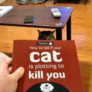 Obrázek 'cat is plotting to kill you'