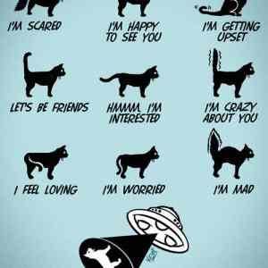 Obrázek 'cat language'