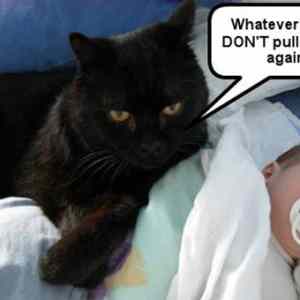 Obrázek 'cat&nbsp;nap&nbsp;expert'