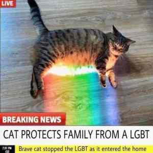 Obrázek 'cat protects'