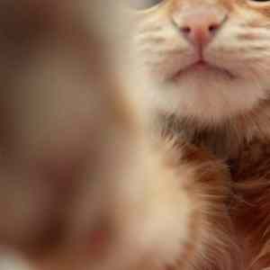 Obrázek 'cat selfshot'
