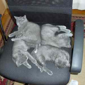Obrázek 'cat tetris'