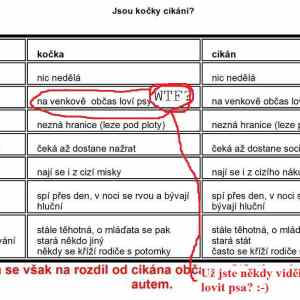 Obrázek 'cat vs rom4'