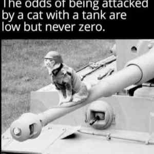 Obrázek 'cat with tank'