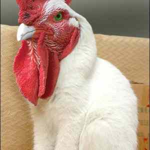Obrázek 'catcock'